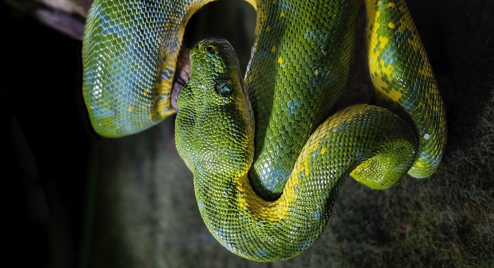 Le Serpent : Animal mon miroir !