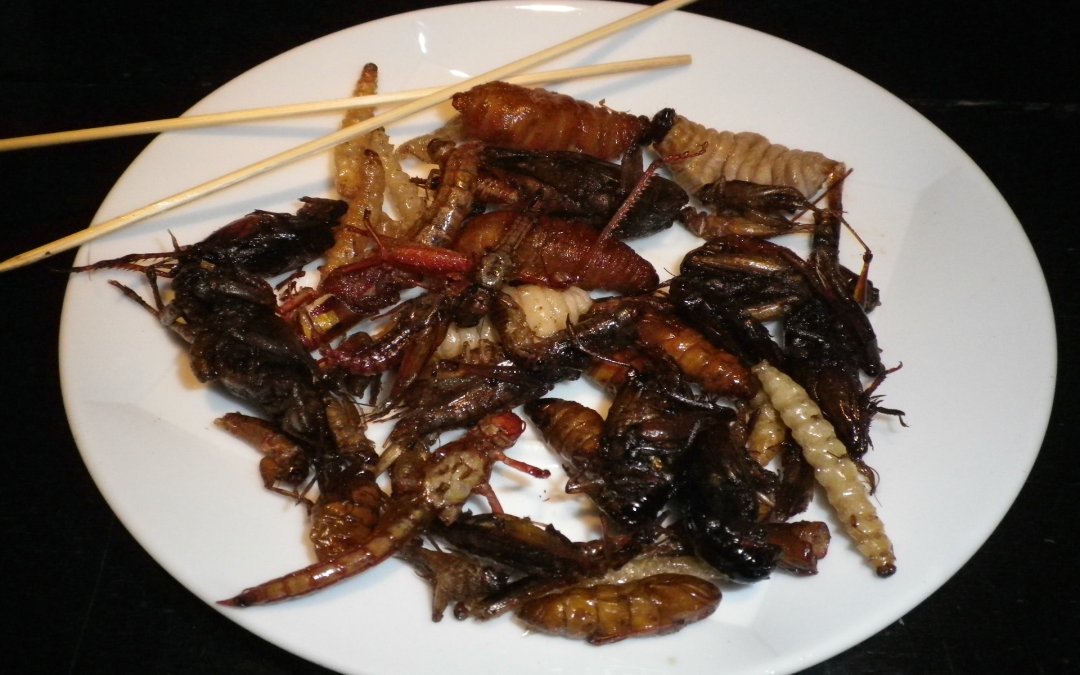 Miam je mange « entomophage » ? Ento – Quoi ?