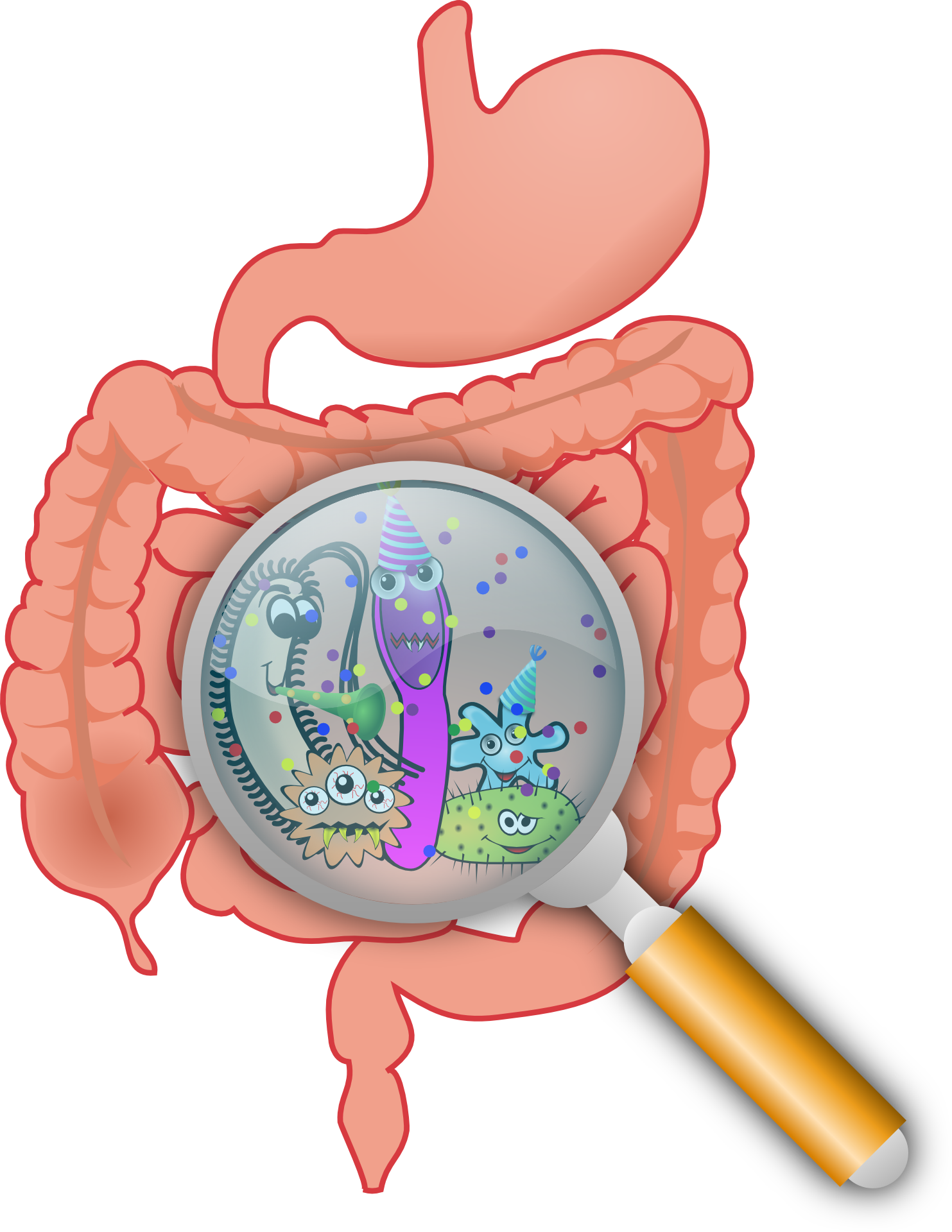 La digestion – un travail d’équipe !