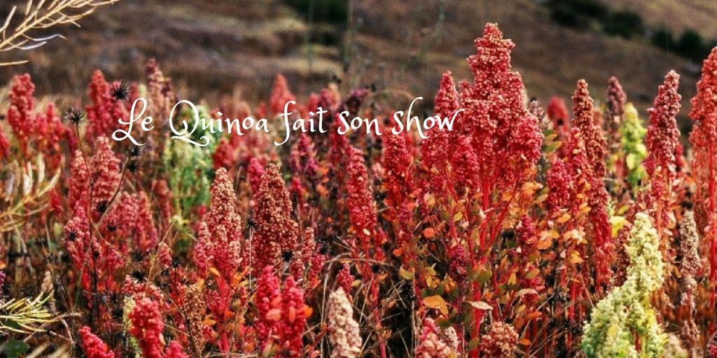 Le Quinoa fait son Show !!
