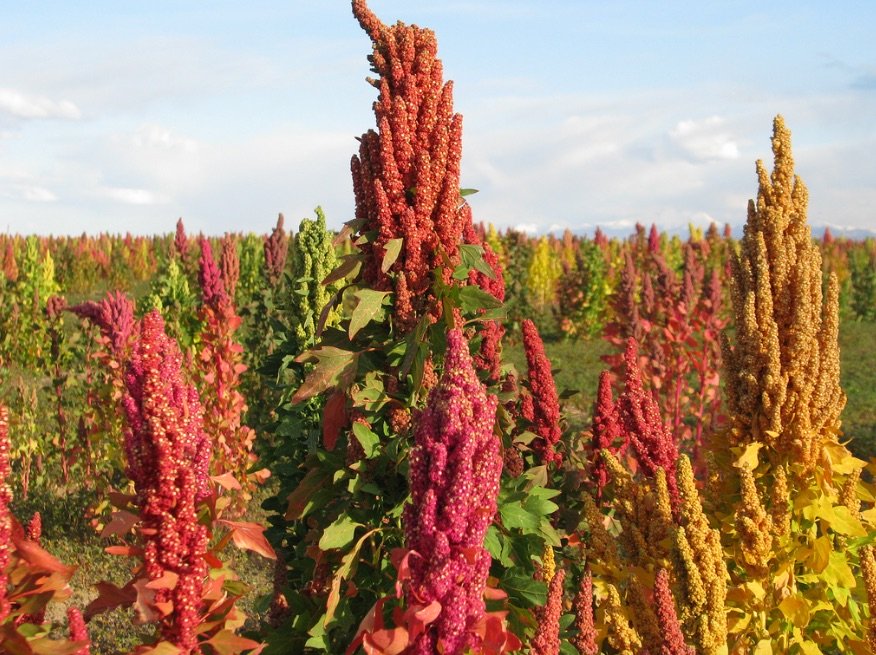 « Quinoa quinoa quinoa tralala lalère »