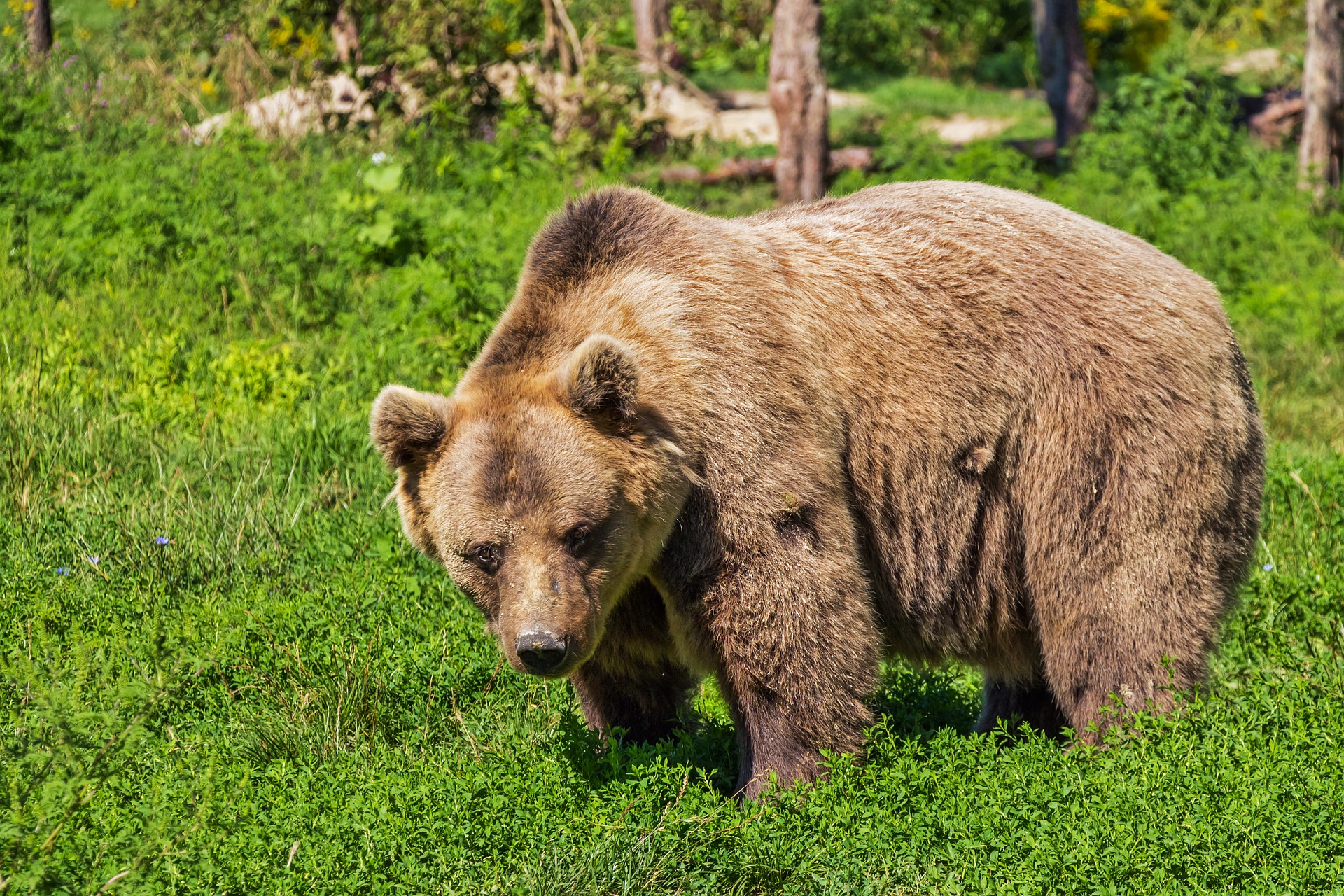 Promenons-nous dans les bois …Ours y es-tu ?