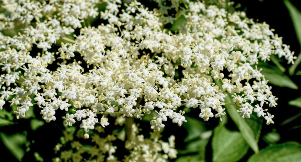 C’est la fête des Fleurs de Sureau !!