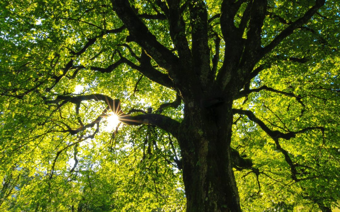 Le bain de forêt – Déposez le stress du déconfinement